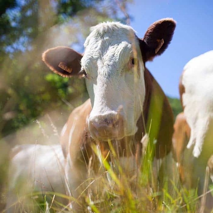 Dairy
